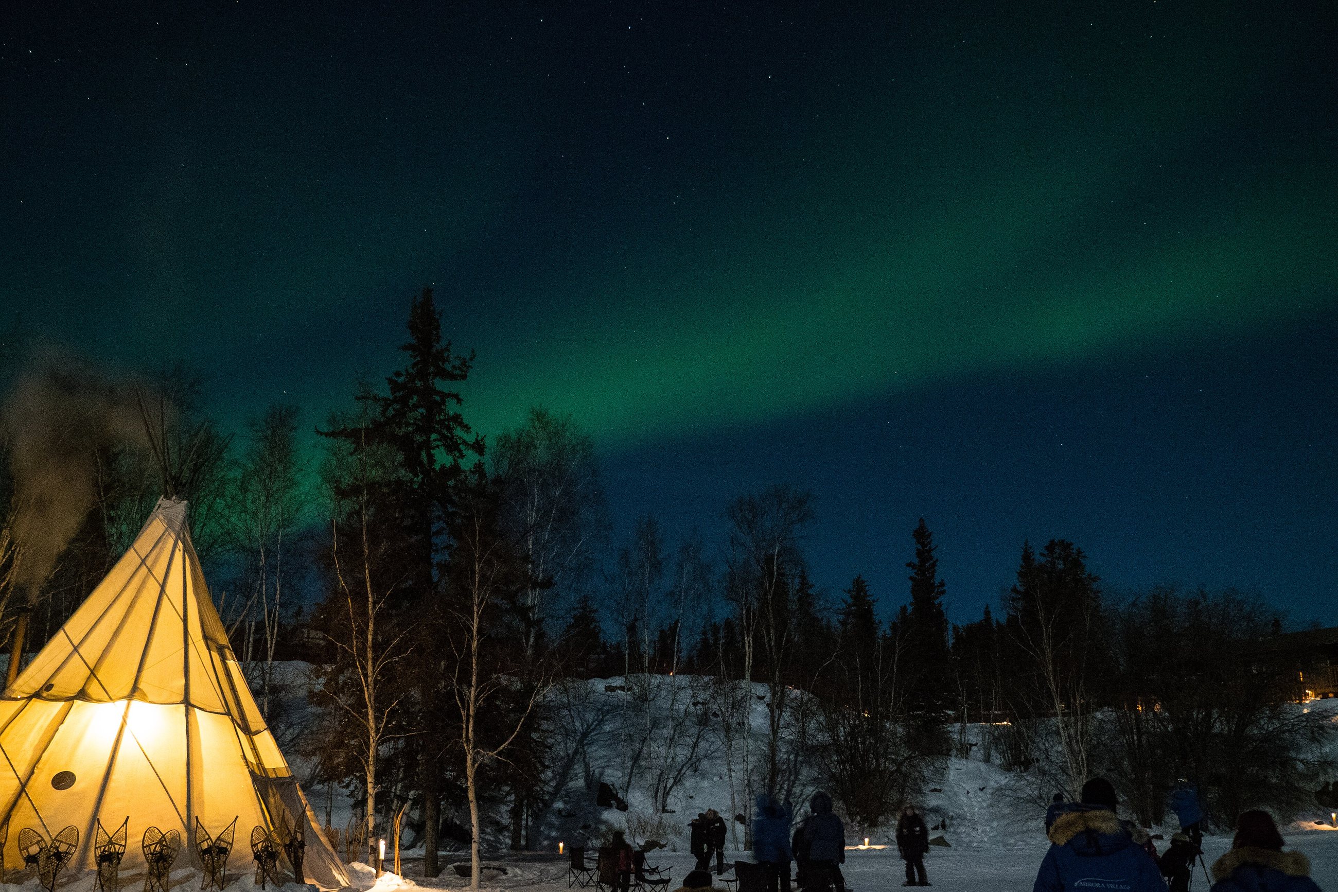 Northern lights over spruce trees near Yellowknife